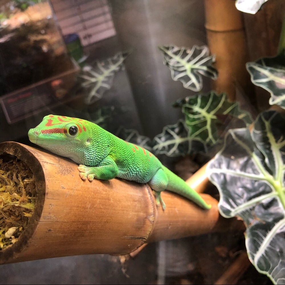 Meet your Posher, Honeycandew